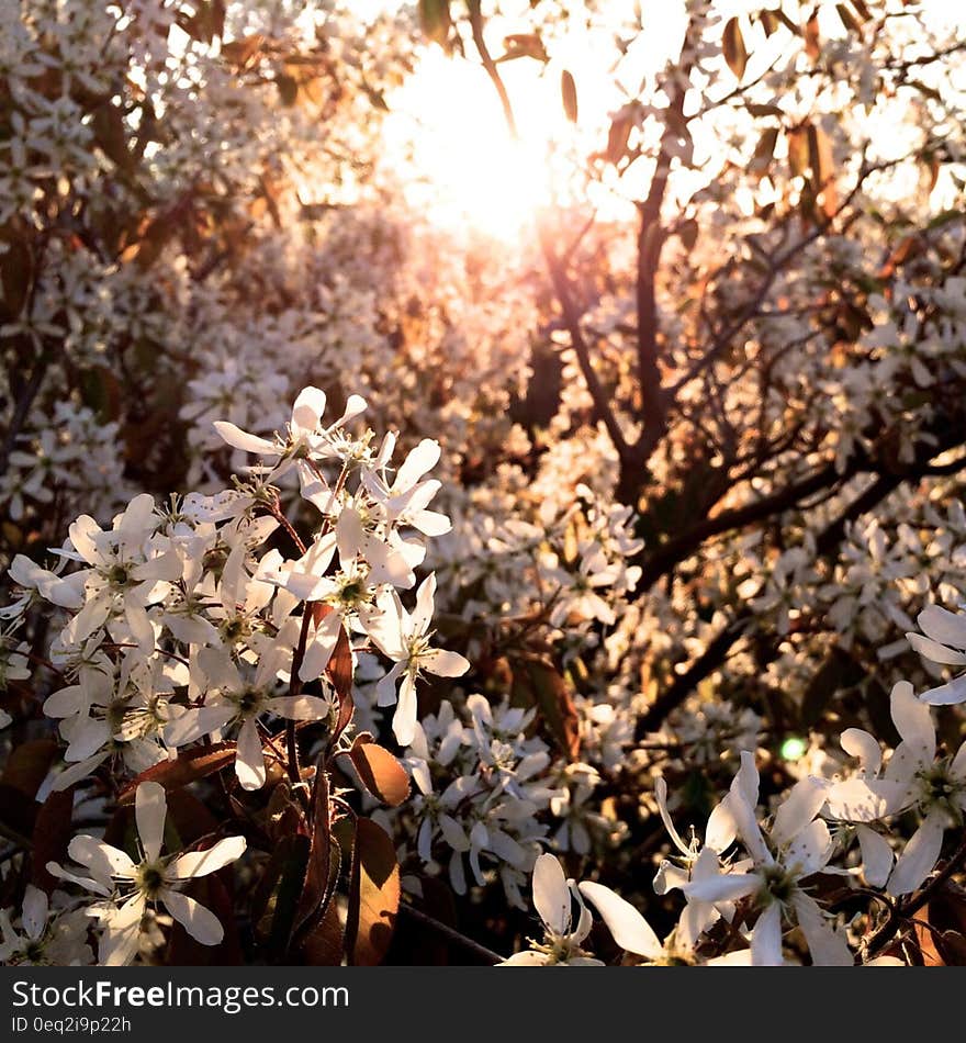 A tree full of white blossoms with sun in the background. A tree full of white blossoms with sun in the background.