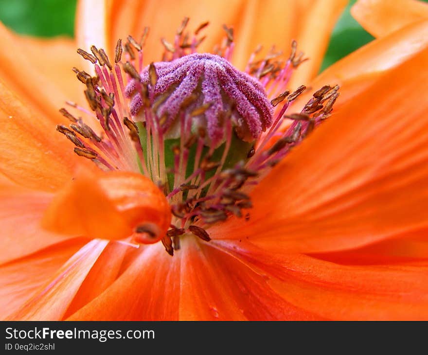 Orange and Pink Petaled Flower