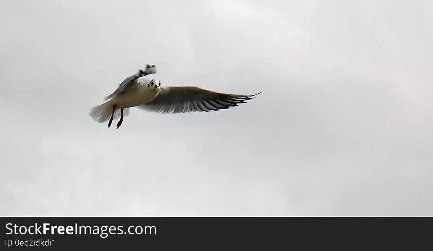 Black and White Bird Flying Oin the Sky