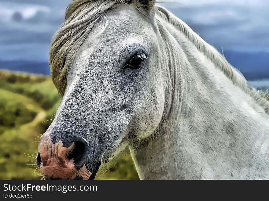 Close Up Photography of Gray and White Horse