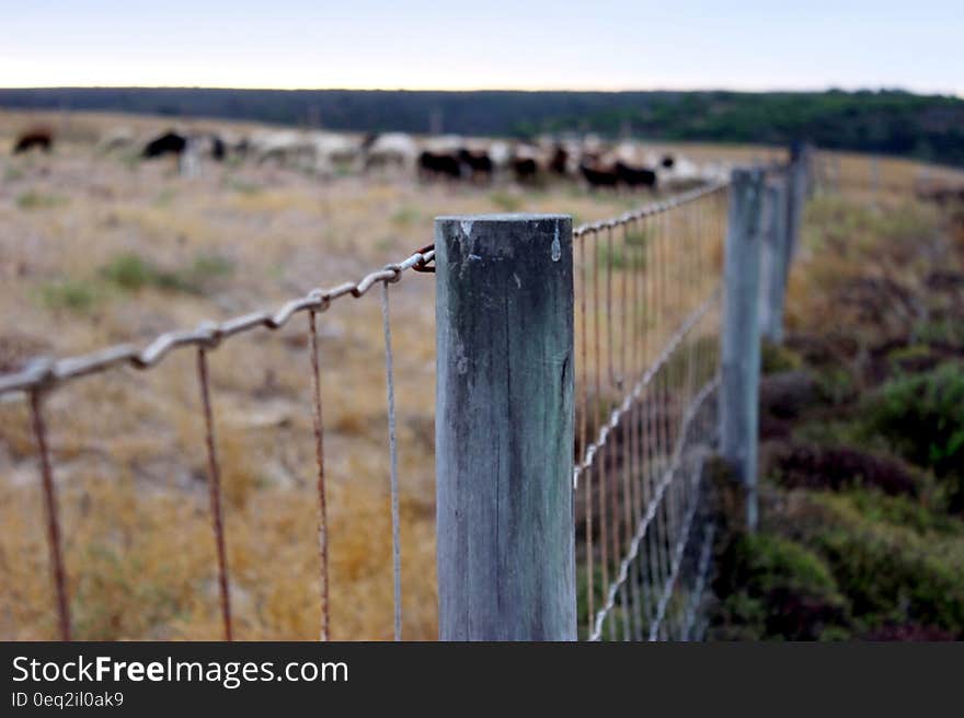 Brass Frame Fence