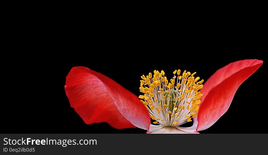 Yellow Pollen on Red Flower