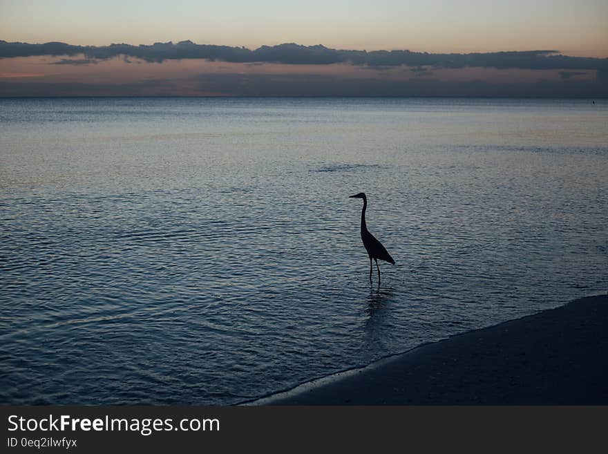 Silhouette of Duck on Shore during Sunset