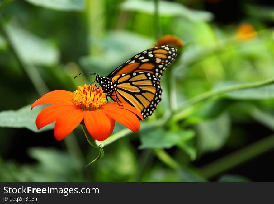 Yellow and Black Butterfy on Top of Orange Daisy Flower