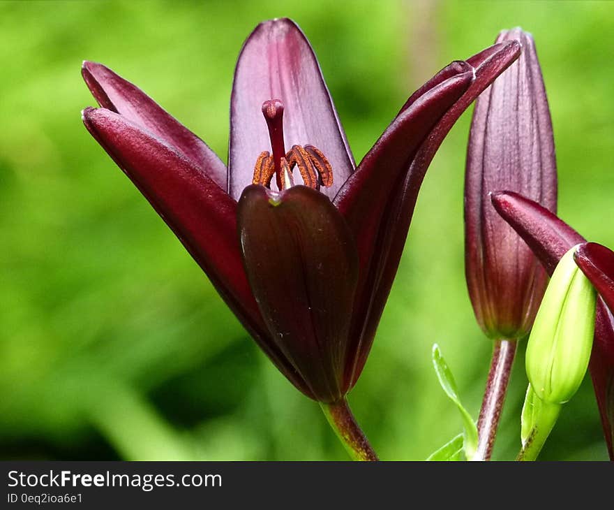 Red 6 Petaled Flower