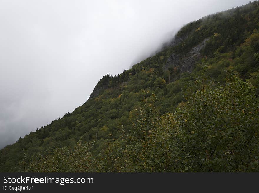 A green mountain slope in foggy weather.