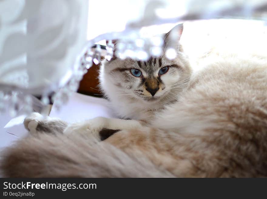 Gray and White Short Haired Cat