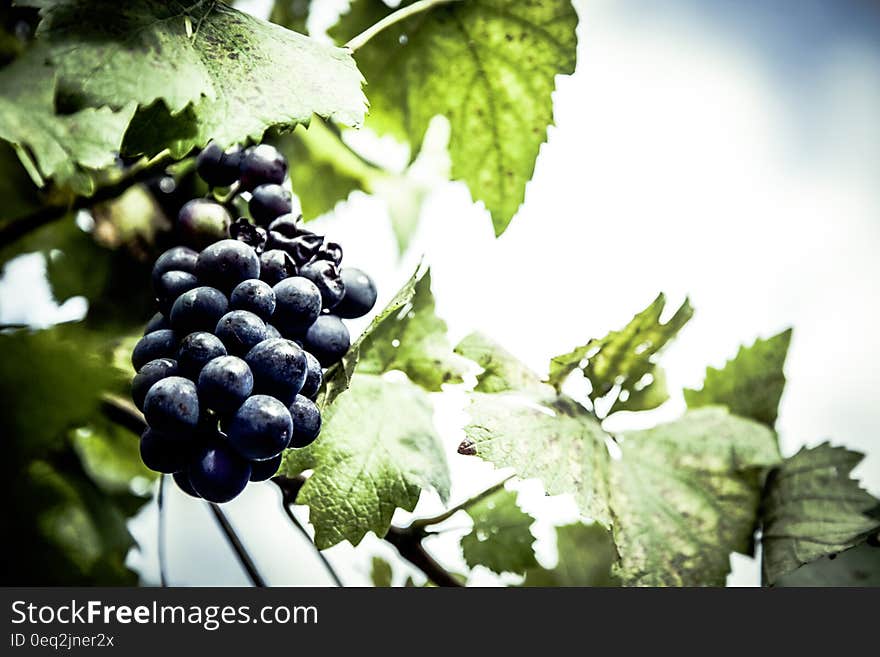 Purple Grapes Unattached to the Tree