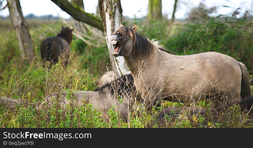 Wild horses outdoor in a field.