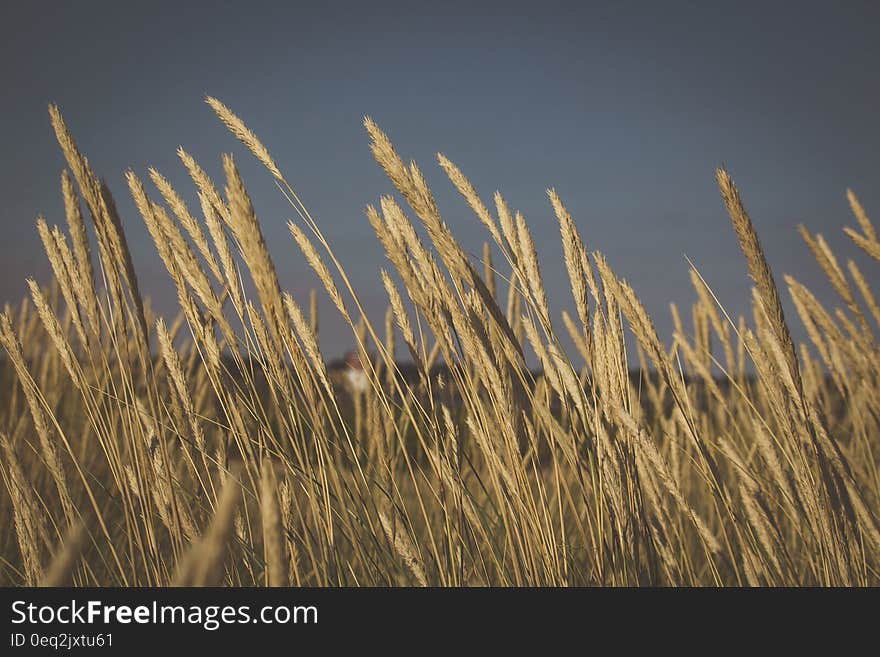 A close up of wheat ears in a meadow and dark clouds above. A close up of wheat ears in a meadow and dark clouds above.