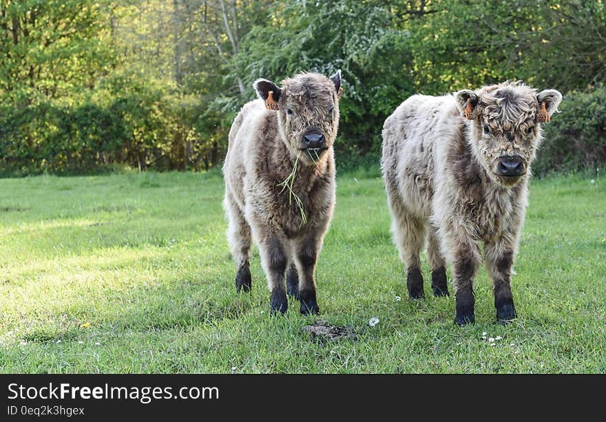 2 Cub on Green Grass Field