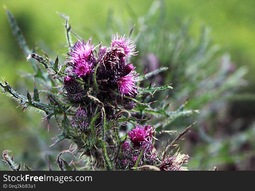 Purple and Green Flowers Under Bright Sky