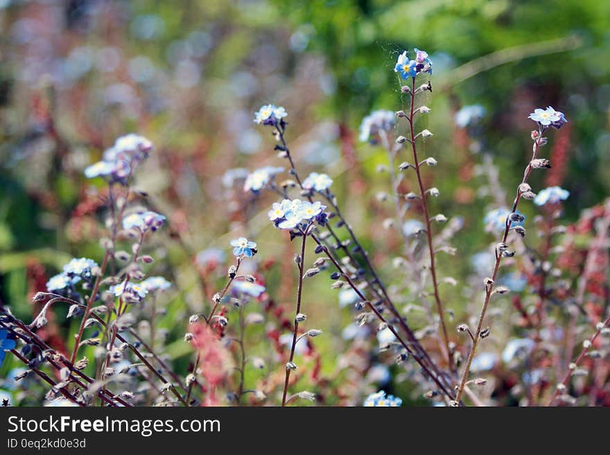 White and Blue Petal Flowers in a Garden during Day Time