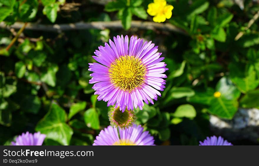 Purple and Yellow Flowers