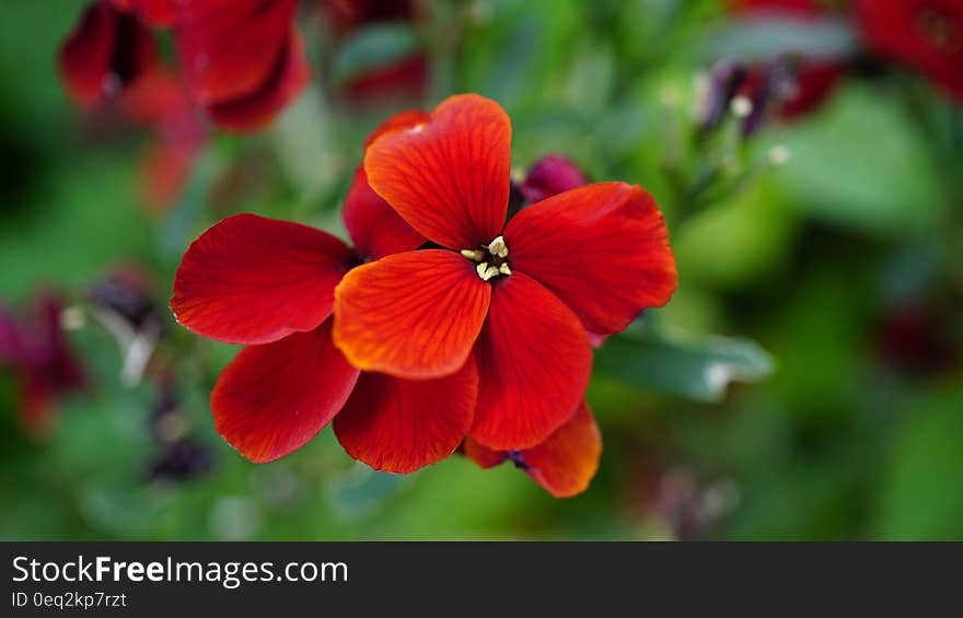 Red Flower