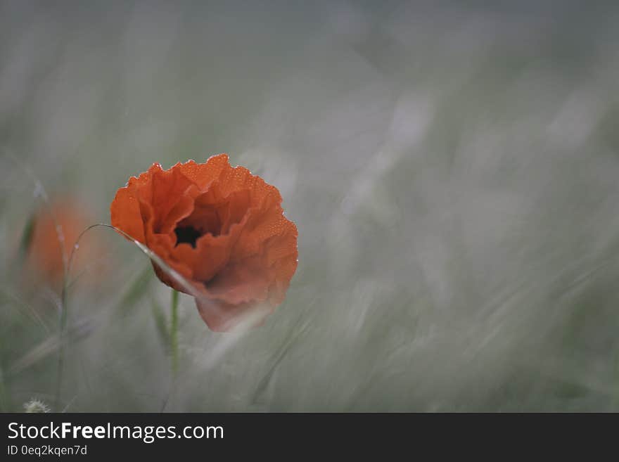 Red Petaled Flower in Macro Photography