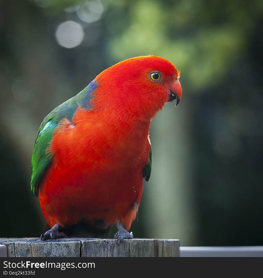 Red and Green Bird on Gray Tree