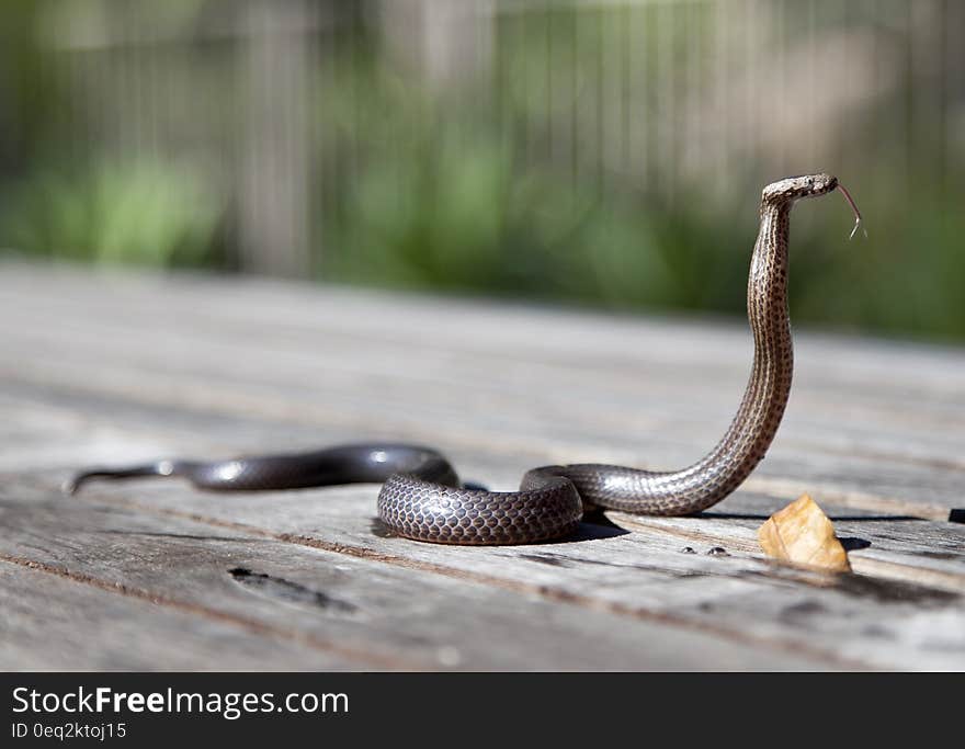 Brown Snake