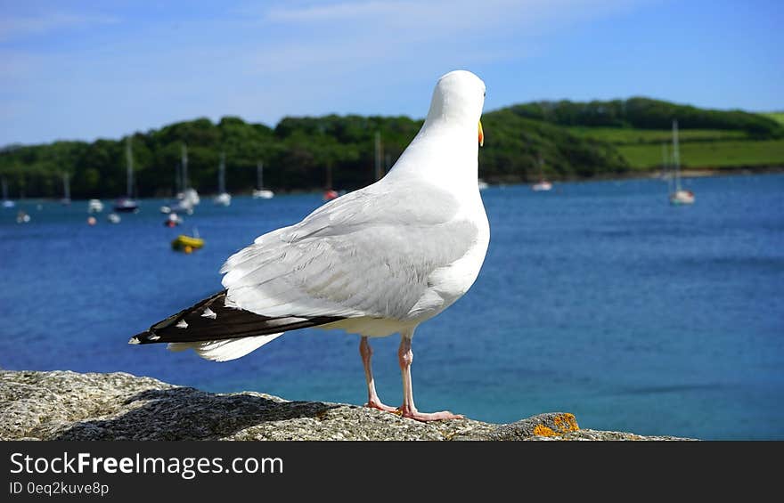 White and Black Albatross