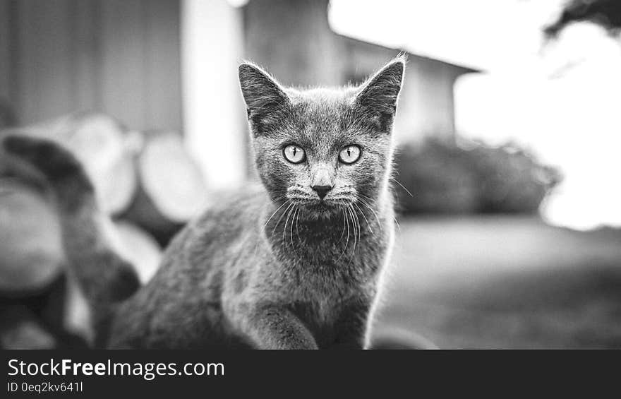 A close up portrait of a black and white cat.