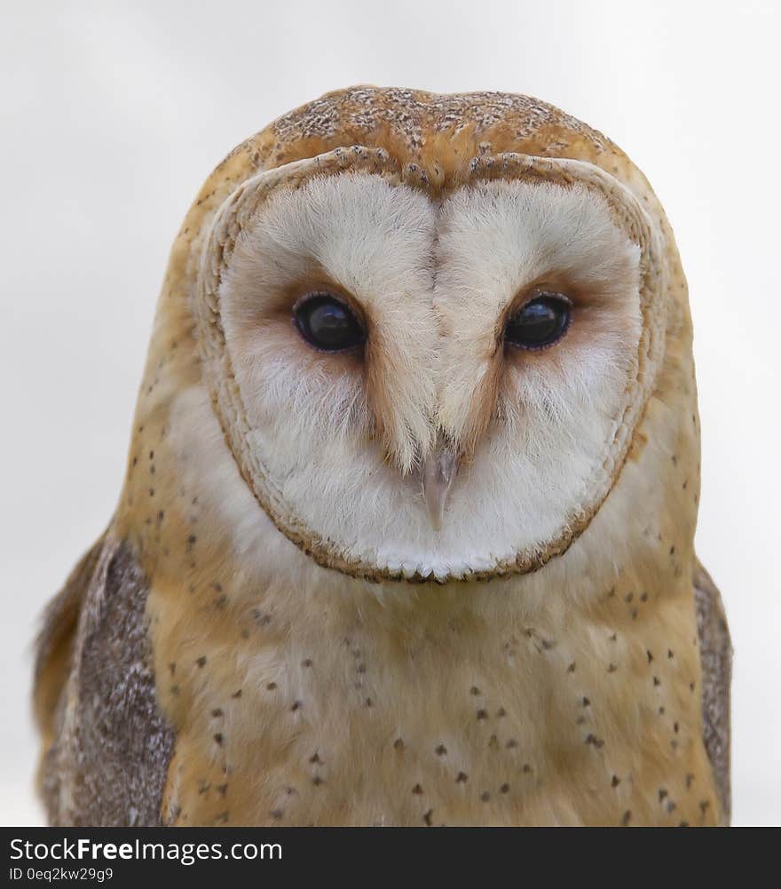 White and Brown Owl