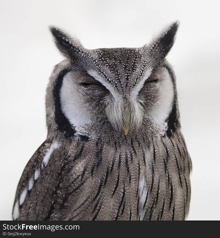 Gray White Snow Spotted Owl Close Up Photo