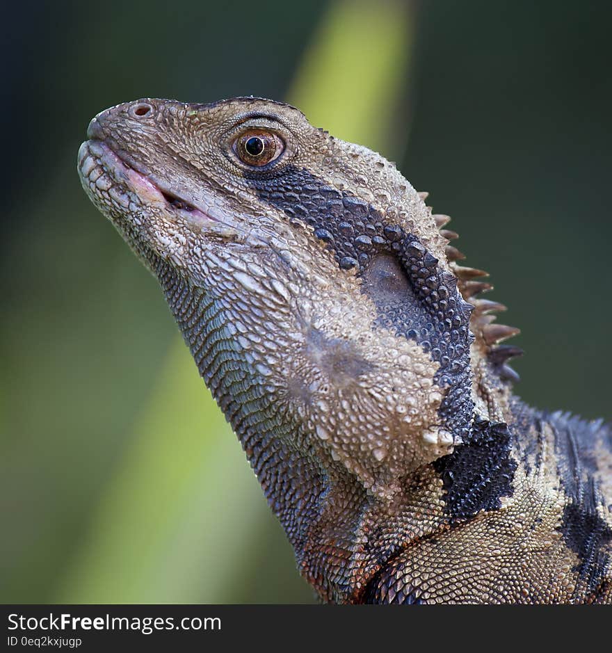 Black and Brown Spiky Lizard