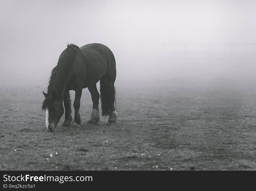 Black Horse on Grey Soil With Fogs