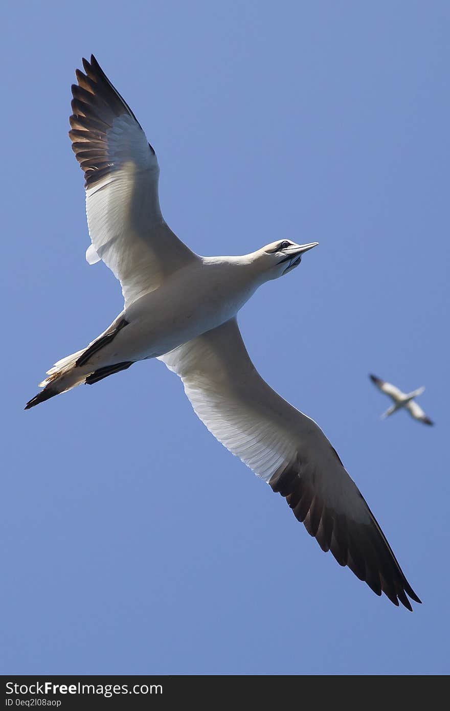 White and Black Bird Flying Under Blue Sky during Daytime