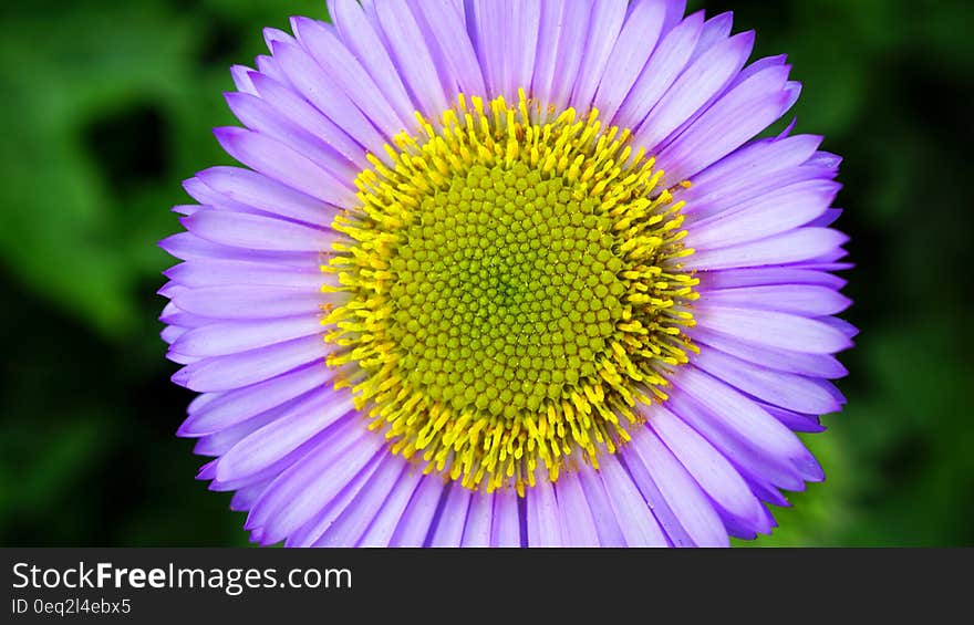 Micro Photography Purple and Yellow Flower