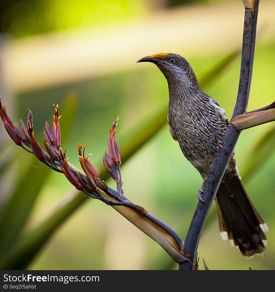 Black and White Bird on Tree Branch during Daytime