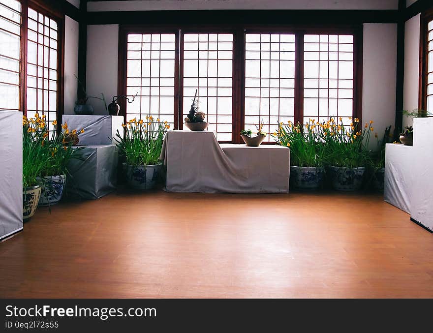 Green Leafy Plant on White Blue Floral Pot Inside White Black Room