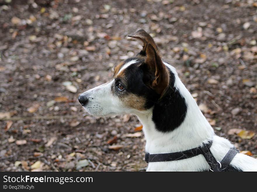 White and Brown Dog on Sand during Daytime