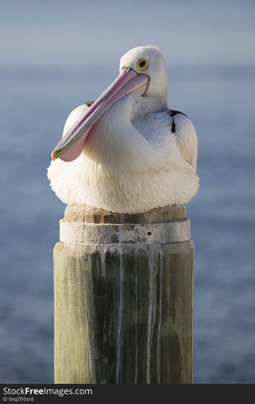 White and Black Bird on Brown Wooden Post