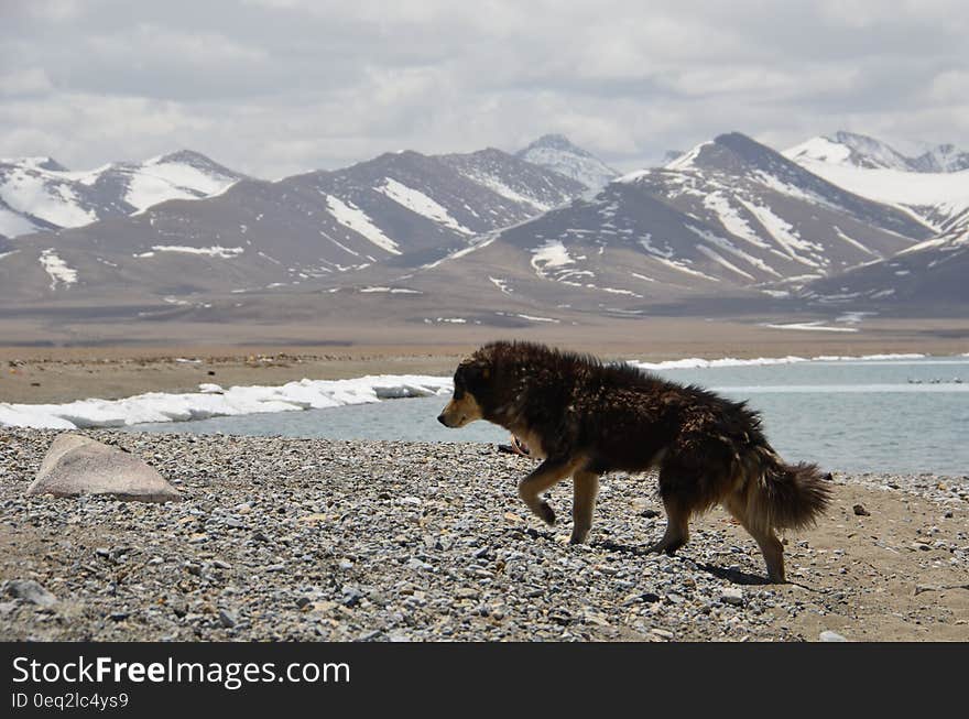 Black Coat Dog Walking in Front of Mountain during Daytime