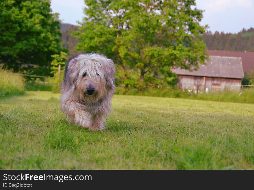 Brown Gray and White Hairy Medium Size Dog Walking on Green Grass Field during Daytime