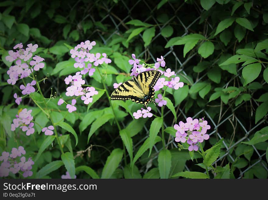 Beige and Black Butterfly on Purple Flower during Daytime