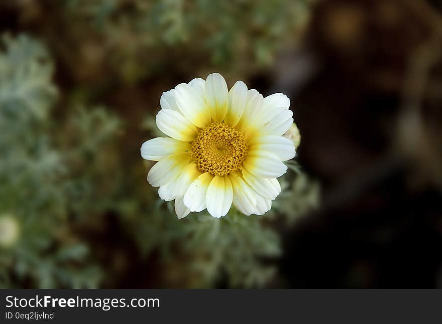 Yellow and White Petaled Flower