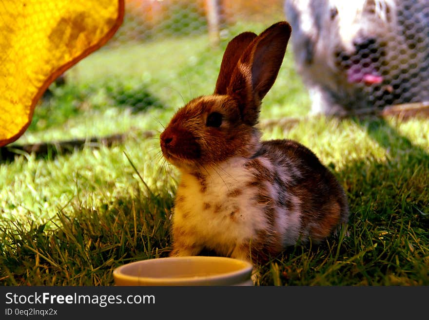 Brown and White Rabbit on Green Grass