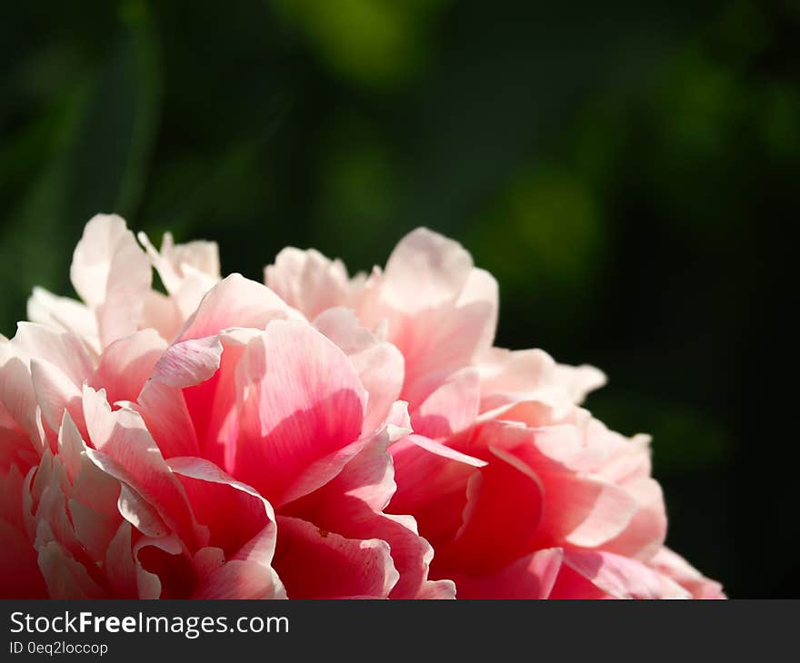 Pink Clustered Flower in Macro Focus Photography