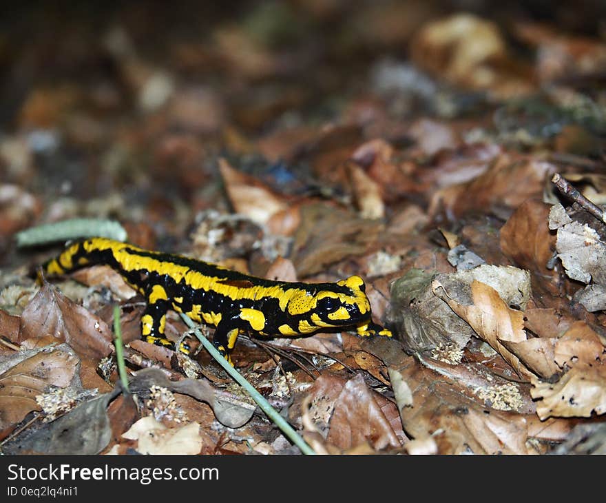 Black and Yellow Lizard