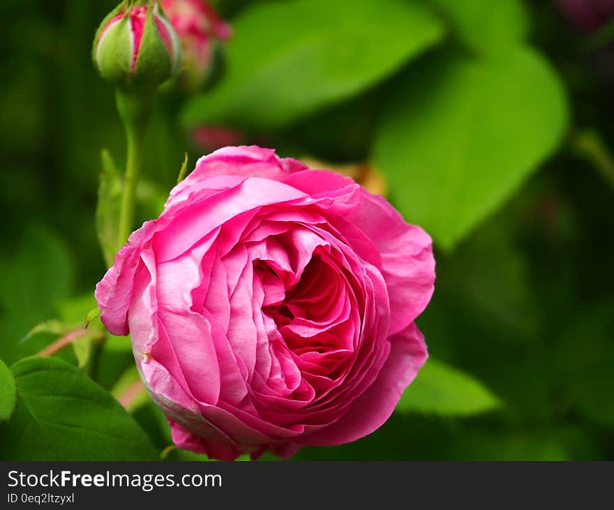 Fuchsia Rose in Bloom in Close Up Photography