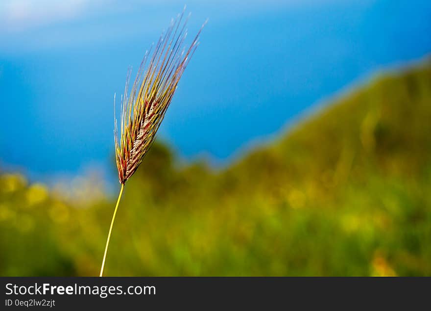 A stalk of wild cereal crops with a green and blue nature background. A stalk of wild cereal crops with a green and blue nature background.