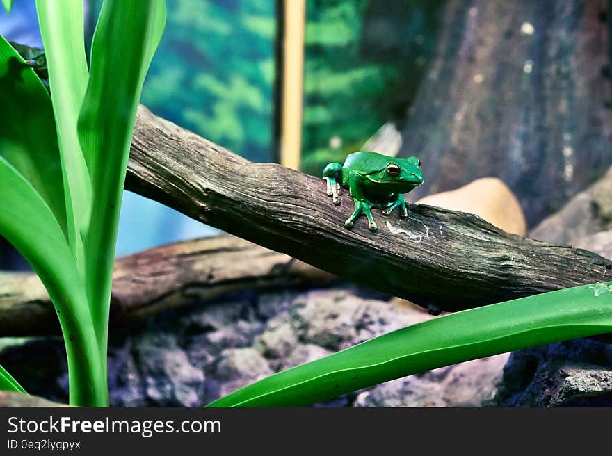 Green Tree Frog Perching on Tree during Daytime