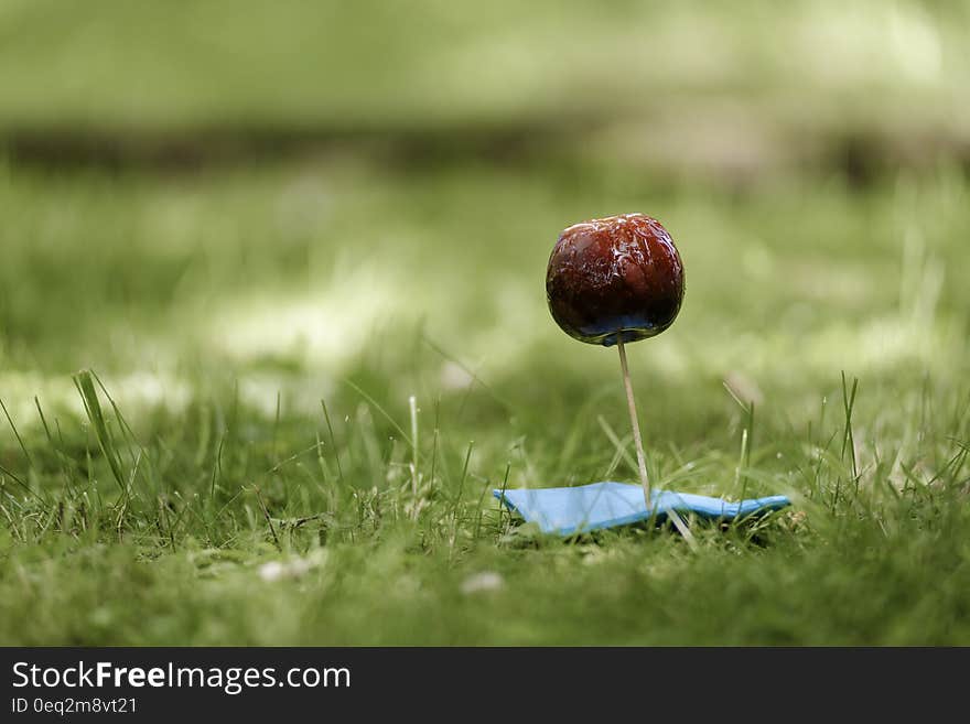 Red and Blue Lollipop on Green Textile Surrounded by Green Grass