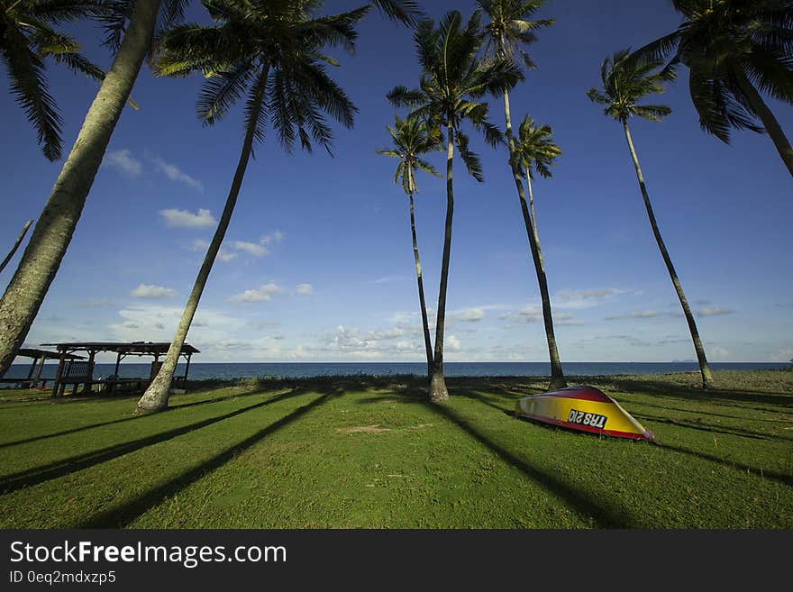 Green Palm Trees during Daytime