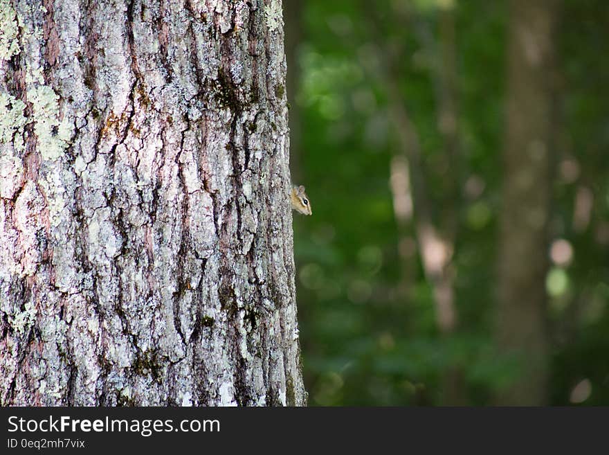 Grey Squirrel on the Tree during Daytime