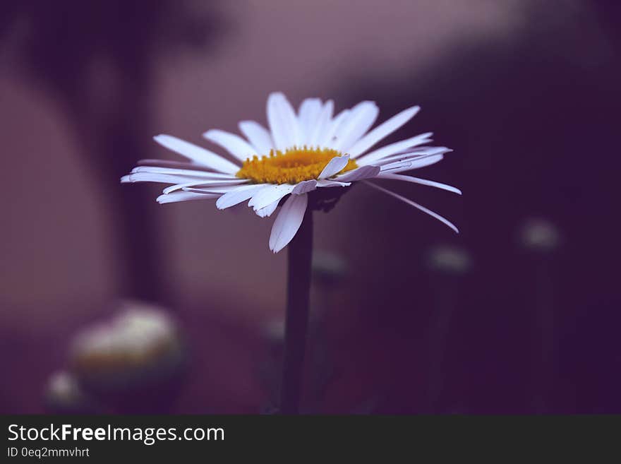 Photo of White and Yellow Daisy Flower