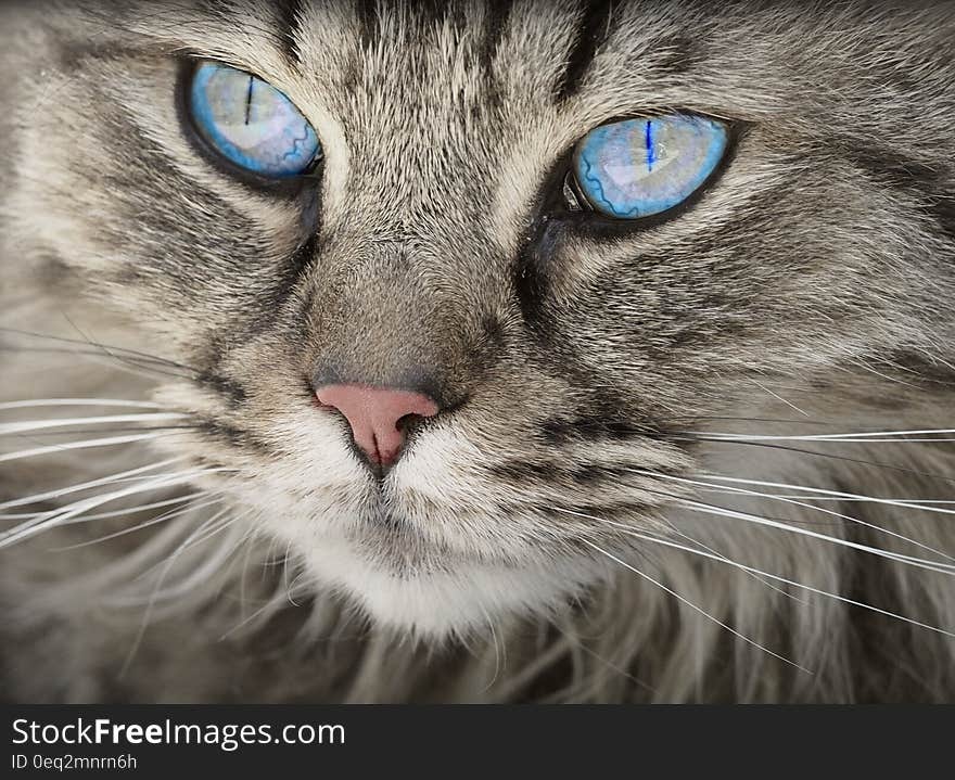 Blue Eyed Grey Tabby Cat