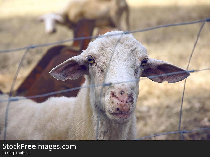 A goat looking from behind a fence. A goat looking from behind a fence.